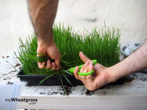 Wheatgrass Flat