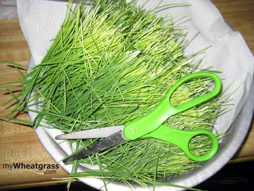 Wheatgrass Storage