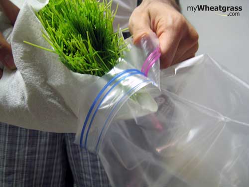 Wheatgrass Storage